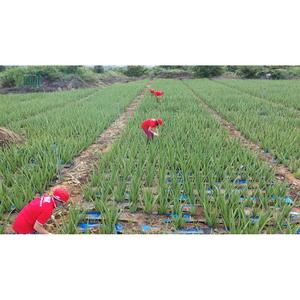 Zumo de mango en conserva de 250ml, bebidas de Aloe Vera, exportadores personalizados, OEM etiqueta privada, sin grasa y sin azúcar - Product Image 1