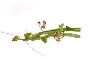 KMP marca Tailandia 150mg Thai Wild Cissus Quadrangularis producto Original 100 cápsulas/caja - Product Image 2