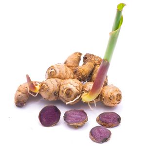 Extracto de Kaempferia Parviflora en Polvo, 15% DMF, Cultivo Silvestre, Marca KMP, Tailandia, Venta al Por Mayor - Product Image 2