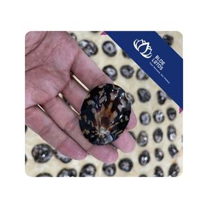 [MEJOR VENTA] |   Conchas de Limpet para Desarrollo de Productos Creativos, Exhibiciones Decorativas y Suministro para Exportación a Vietnam - Product Image 1