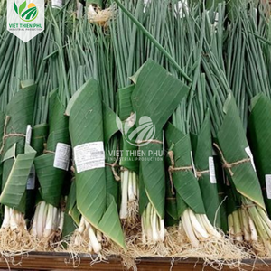 VIET THIEN PHU |   Feuilles de bananier congelées entières, coupées et nettoyées – Fournisseur d'exportation du Vietnam - Product Image 6