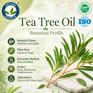 Aceite Esencial de Árbol de Té 1KG, Aceite de Hoja de Melaleuca Alternifolia 100% Puro y Natural, Aceite Botánico Destilado al Vapor - Madhya Pradesh, India - Product Image 2