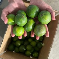 Natuurlijk Geteelde Groene Pitloze Citroen Uit Vietnam Hoog Sapgehalte En Geurige Smaak Vers Verpakt Voor Wereldmarkten