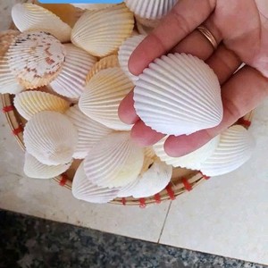 สินค้าขายดี คุณภาพสูง หอยทะเลผสมแบบยั่งยืน พรีเมียม ทันสมัย เป็นมิตรกับสิ่งแวดล้อม ของตกแต่งบ้านและนอกบ้าน - Product Image 3