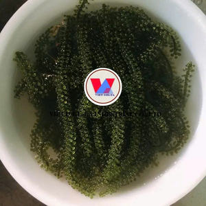 100% GRAPES DE MER NATURELLES ET BIOLOGIQUES, GRAPES DE MER VERDES, ALGUE MARINE, ALGUE MARINE EXOTIQUE, TROPICALE, GRAPES DE MER FRAÎCHES/DESÉSÉCHÉES. - Product Image 3