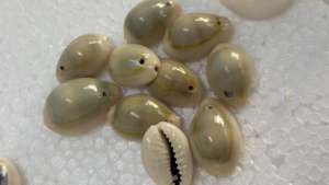 เปลือกหอยโข่งเจาะรูธรรมชาติสำหรับทำเครื่องประดับ งานฝีมือ ตกแต่ง สร้อยข้อมือ สร้อยคอ ขายส่งจำนวนมาก - Product Image 4