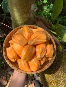 ชิ้นส่วนและเนื้อผลไม้ขนุนไทยแช่แข็ง สีและกลิ่นธรรมชาติ ผลไม้เมืองร้อนแช่แข็งแบบ IQF ผู้จัดจำหน่ายส่งออกขายส่ง - Product Image 1