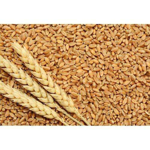 Grains de blé entier naturels pour le commerce en gros, la mouture de farine et l'approvisionnement agricole - Product Image 2
