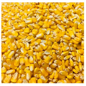 ข้าวโพดเกรดพรีเมียมสำหรับส่งออก คุณภาพส่งออก ขายส่ง ไม่ใช่พืช GMO เกรดอาหาร พร้อมจัดส่ง มีจำหน่ายจำนวนมาก - Product Image 3