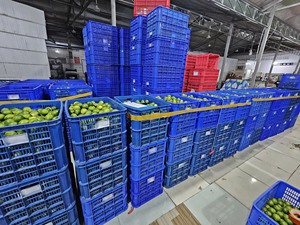 Vente en gros de citrons verts entiers IQF surgelés, fournisseur du Vietnam // Pour la cuisine et les boissons // Mme Reina // 2026 - Product Image 6