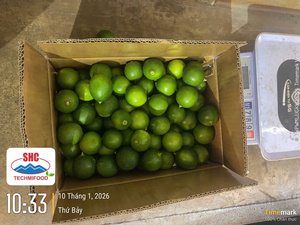 มะนาวเวียดนามไร้เมล็ดสดใหม่ – สีเขียวสดใส ฉ่ำและมีกลิ่นหอม สำหรับตลาดโลก - Product Image 2