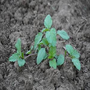 Nouvelles feuilles de basilic indien pour une cuisine d'inspiration méditerranéenne, herbes aromatiques séchées pour les entreprises culinaires - Product Image 6