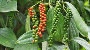 Pimienta Negra en Grano 550 G/L Vietnam Grado Premium de Exportación Doble Limpieza Sin Impurezas Alto Contenido de Piperina Aroma Picante IIGlobal - Product Image 4