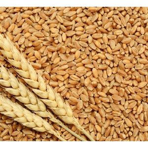 Livraison rapide, qualité supérieure, grains de blé tendre et grains de blé dur, orge pour la vente en gros - Product Image 3