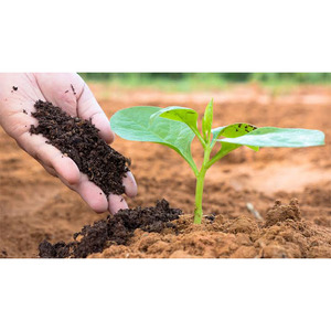 ปุ๋ยอินทรีย์เม็ดละเอียดจากไส้เดือนย่อยสลายธรรมชาติ Az Farms พร้อมกรดอะมิโน 20% เพื่อการเจริญเติบโตของพืชอย่างยั่งยืน - Product Image 4