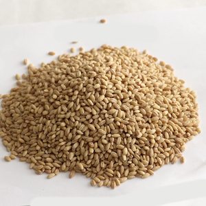 Orge naturelle récoltée pour l'alimentation animale – Céréales séchées pour la préparation de l'alimentation du bétail – Stock mondial en vrac pour l'exportation - Product Image 4