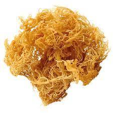 Vente en gros de produits de la mer sains, mousse de mer irlandaise jaune et violette, algues fraîches crues Eucheuma Cottonii - Product Image 3