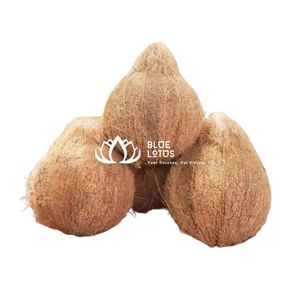 มะพร้าวสดปอกเปลือกคุณภาพสูง ขายดี สำหรับผู้ค้าส่งระดับโลก - Product Image 1