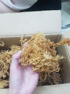 Best Quality Dried Seamoss Eucheuma Cottonii AD Processed From Ninh Thuan Sea Vietnam [Liam +84 865 912 655] - Product Image 4