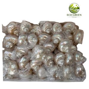 เปลือกหอยสังข์สีขาวธรรมชาติ เปลือกหอยมุกขนาดใหญ่ สำหรับตกแต่งบ้าน ตกแต่งตู้ปลา งานฝีมือ ขายส่ง - Product Image 1