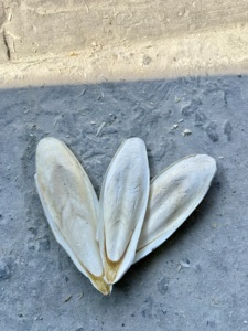 Hueso de Sepia Seco en Trozos de 4/5cm para Mascotas, Tortugas y Caracoles, Fortalecedor Natural de Calcio, Exportador de Vietnam - Product Image 2