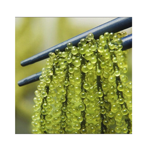 Algues fraîches, teneur en eau 20-40 cm de longueur, raisins de mer biologiques - Product Image 5