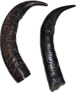 Cuernos de Búfalo Naturales de Alta Calidad, Listos para Exportar, Tallados a Mano, Personalizados, 100% Cuernos de Búfalo Crudos - Product Image 1