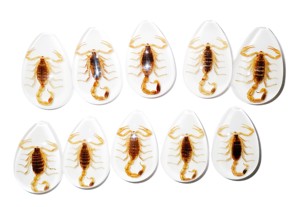 Scorpion doré, spécimen réel, cabochon en plastique, coupe poire, 46x30 mm, blanc, fond plat, pour artisanat et fabrication de bijoux - Product Image 6