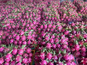 Fruta del Dragón Vietnam Exportación Calidad Fruta tropical fresca Carne blanca y carne roja Disponible Suministro al por mayor para importadores - Product Image 4