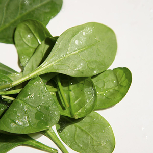 Graines d'épinards de qualité supérieure à longue durée de conservation pour les semoirs et les opérations agricoles commerciales, favorisant l'agriculture à grande échelle - Product Image 6