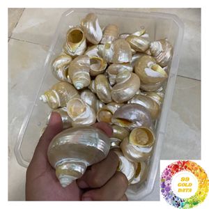 เปลือกหอยสังข์ประดับตกแต่งชายฝั่ง ทำจากเปลือกหอยมุกธรรมชาติ ขนาด 4.5-5 ซม. 9-10 ซม. สำหรับตกแต่งบ้าน ของขวัญ และของตกแต่งสไตล์ชายฝั่ง - Product Image 3