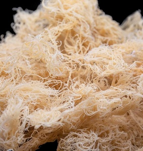 WILD CRAFT SEA MOSS /EUCHEUMA COTTONII SPINOSUM SEAWEED /IRISH SEAMOSS WHOLESALE for PRODUCING CARRAGEENAN - Liam +84865912655 - Product Image 1