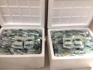 สาหร่ายทะเลสดสีเขียว สาหร่ายกินได้ 100% บริสุทธิ์จากธรรมชาติ แช่เย็น อาหารทะเลเพื่อสุขภาพ พรอปินซี ซูลาวีเซ่ ซัลลาเตน เวียดนาม - Product Image 4