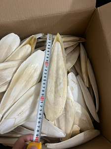 ผู้ผลิตและจำหน่ายกระดูกปลาหมึกตากแห้ง ขนาด 3-9 ซม. กระดูกปลาหมึกตัดแต่งเรียบร้อย บรรจุภัณฑ์แบบขายส่ง แคลเซียมสูง สำหรับนกแก้วและสัตว์เลี้ยงขนาดเล็ก 14.2 - Product Image 3