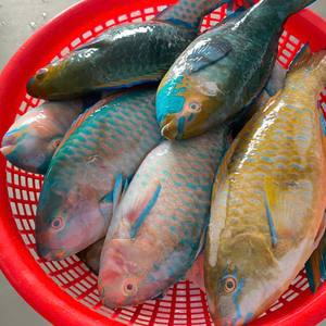 Pargo Entero Congelado IQF envasado al Vacío, 24 Meses de Vida Útil - Stock Constante para Compradores Globales - Product Image 5