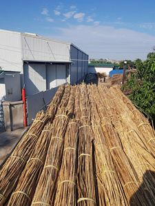 Vietnamese Natural Solid Rattan Cane Poles Round 200cm Length for Furniture Handicrafts and Weaving - Product Image 3