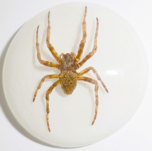 Ghost <b>Spider</b> Real Specimen <b>Plastic</b> Cabochon Round 38x38 mm White Flat Bottom for Crafts and Jewelry Making - Product Image 3