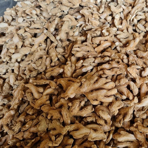 Gingembre entier séché de qualité supérieure, naturel, épicé et aromatique du Vietnam, fournisseur en gros pour l'exportation - Product Image 4