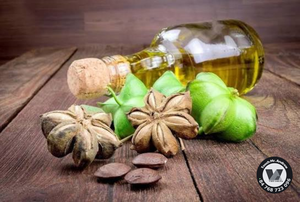 Aceite de Semilla de Plukenetia Volubilis de Vietnam, Aceite Puro de Sacha Inchi de Grado Cosmético para el Cuidado de Uñas y Cabello, Formulación de 16 oz, MÁS VENDIDO - Product Image 5