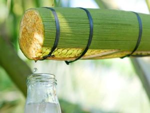 Concentré d'eau de coco filtrée de qualité supérieure en vrac, mélange de nectar et de sirop de fleur de coco sans sucre, du Vietnam - Product Image 1