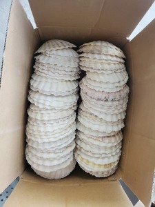 ของตกแต่งบ้านแบบ DIY เปลือกหอยขนาดใหญ่สีขาวดิบ - Product Image 2