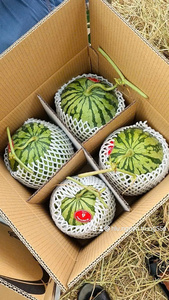 Sandía sin Semillas de Alta Calidad – Fresca de Granja Vietnamita, Dulce y Jugosa, Ideal para Compradores Mayoristas - Product Image 3
