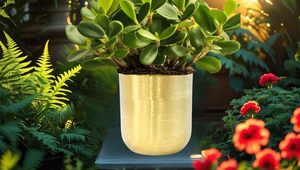 Maceta de Metal con Acabado Dorado Premium, Textura Martillada Artesanal, Redonda, Decorativa, para Plantas de Interior - Product Image 6