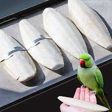 BEST PRICE 2024 TOP GRADE CUTTLEFISH BONE - DRIED CUTTLEBONE FROM VIETNAM READY to EXPORT in BULK/Ms.Thi - Product Image 4