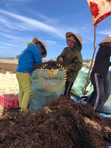 Mousse de mer sèche rôtie Wildcrafted from Vietnam Factory Sargassum Seaweed (Sargassaceae) Brown 25kg Bag for Engrais pour alimentation animale - Product Image 3