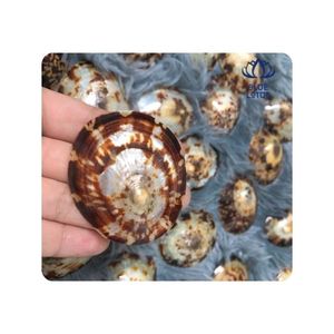 Concha de Limpet de Primera Calidad para la Fabricación de Joyas y Decoración Artesanal, Superficie Lisa y Limpia, Estilo Único, Perfecta para Artículos Hechos a Mano - Product Image 1