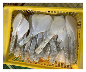 ช้อนเปลือกหอยทำมือรูปทรงธรรมชาติเปลือกหอยขัดเงางานฝีมือตกแต่งบ้านทนทาน - Product Image 1