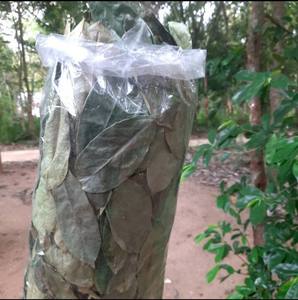 Dried Soursop Leaves Fermented Organic Vietnam Health <b>Tea</b> Non Sugar 25 <b>Tea</b> Bags <b>Box</b> - Product Image 5