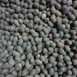 Premium BLACK LOTUS SEEDS/KAMAL SEEDS 100% Natural Bulk Competitive Prices | Trusted Vietnamese Supplier 50kg PP Bag 12 Months - Product Image 2