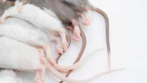 Rats congelés M2 51-60g, nourriture pour reptiles de qualité supérieure, vente en gros, sans salmonelle, nutrition bio-améliorée - Product Image 4